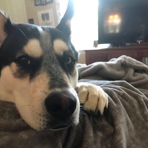 Meet your Posher, Clyde